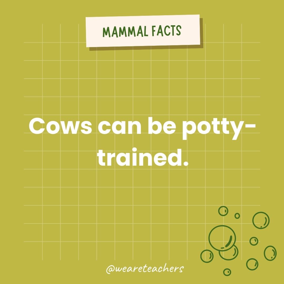 Cows can be potty-trained.