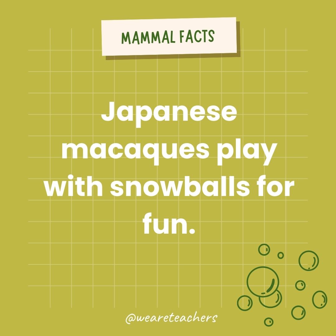 Japanese macaques play with snowballs for fun.