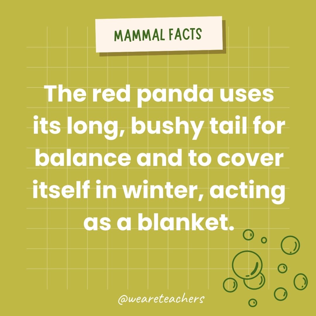 The red panda uses its long, bushy tail for balance and to cover itself in winter, acting as a blanket.