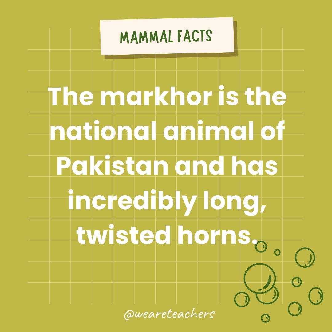 The markhor is the national animal of Pakistan and has incredibly long, twisted horns.