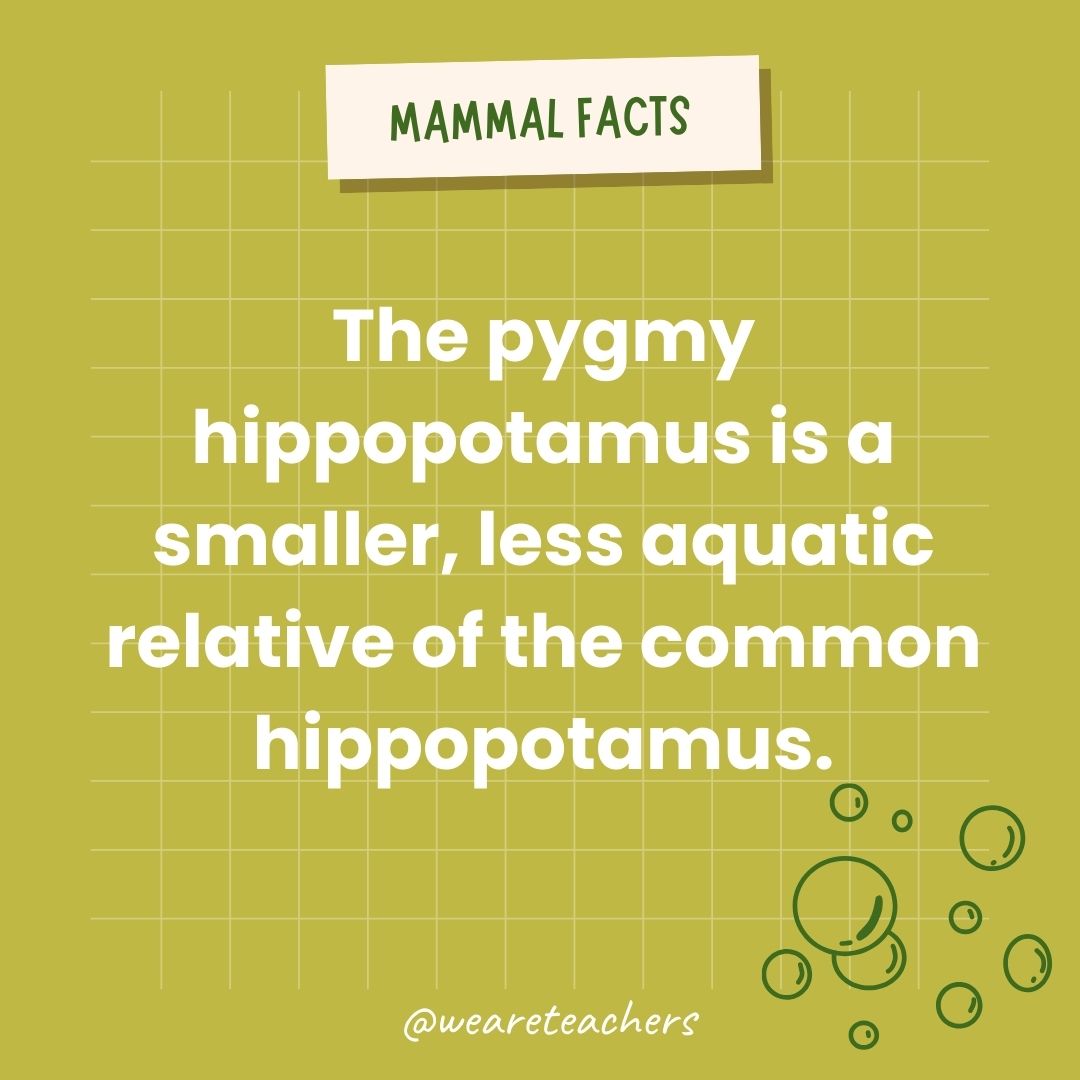 The pygmy hippopotamus is a smaller, less aquatic relative of the common hippopotamus.