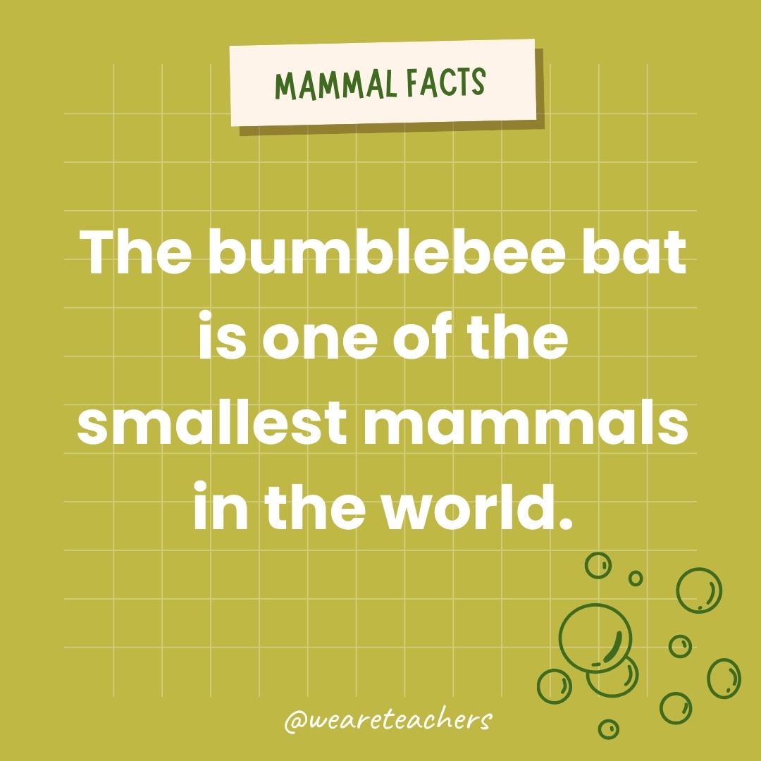 The bumblebee bat is one of the smallest mammals in the world.