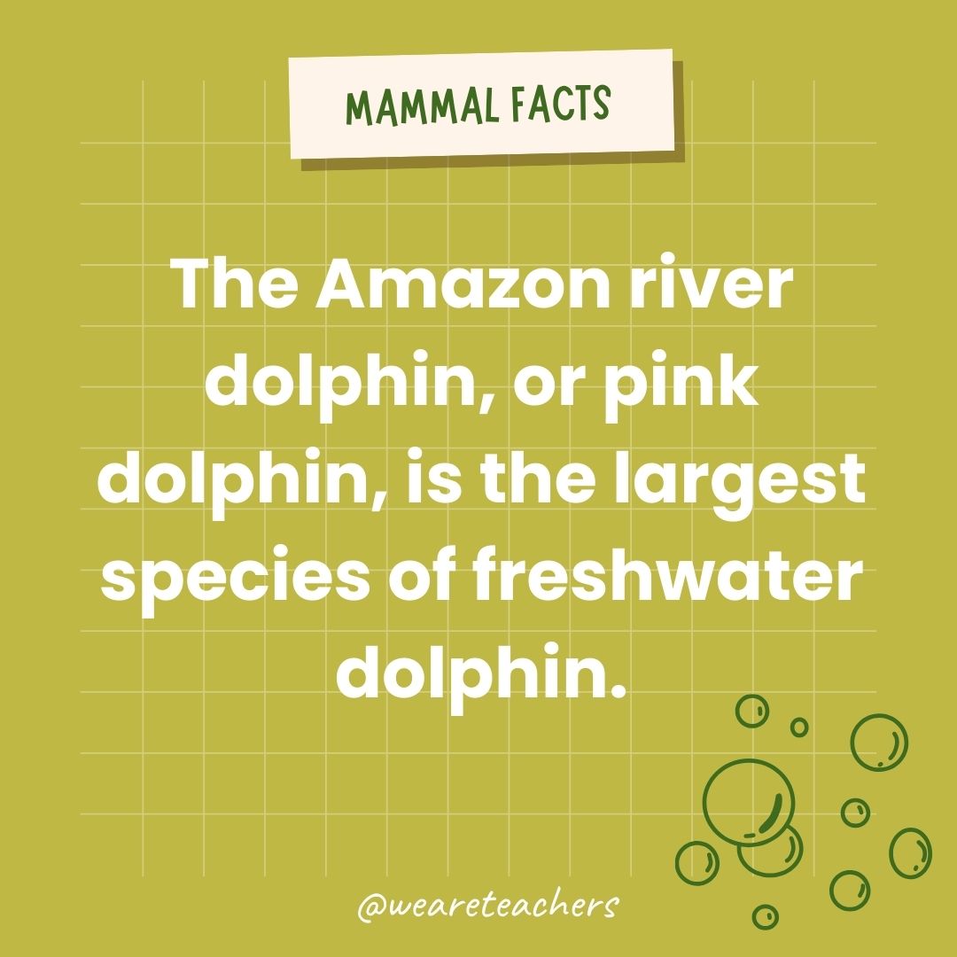 The Amazon river dolphin, or pink dolphin, is the largest species of freshwater dolphin.