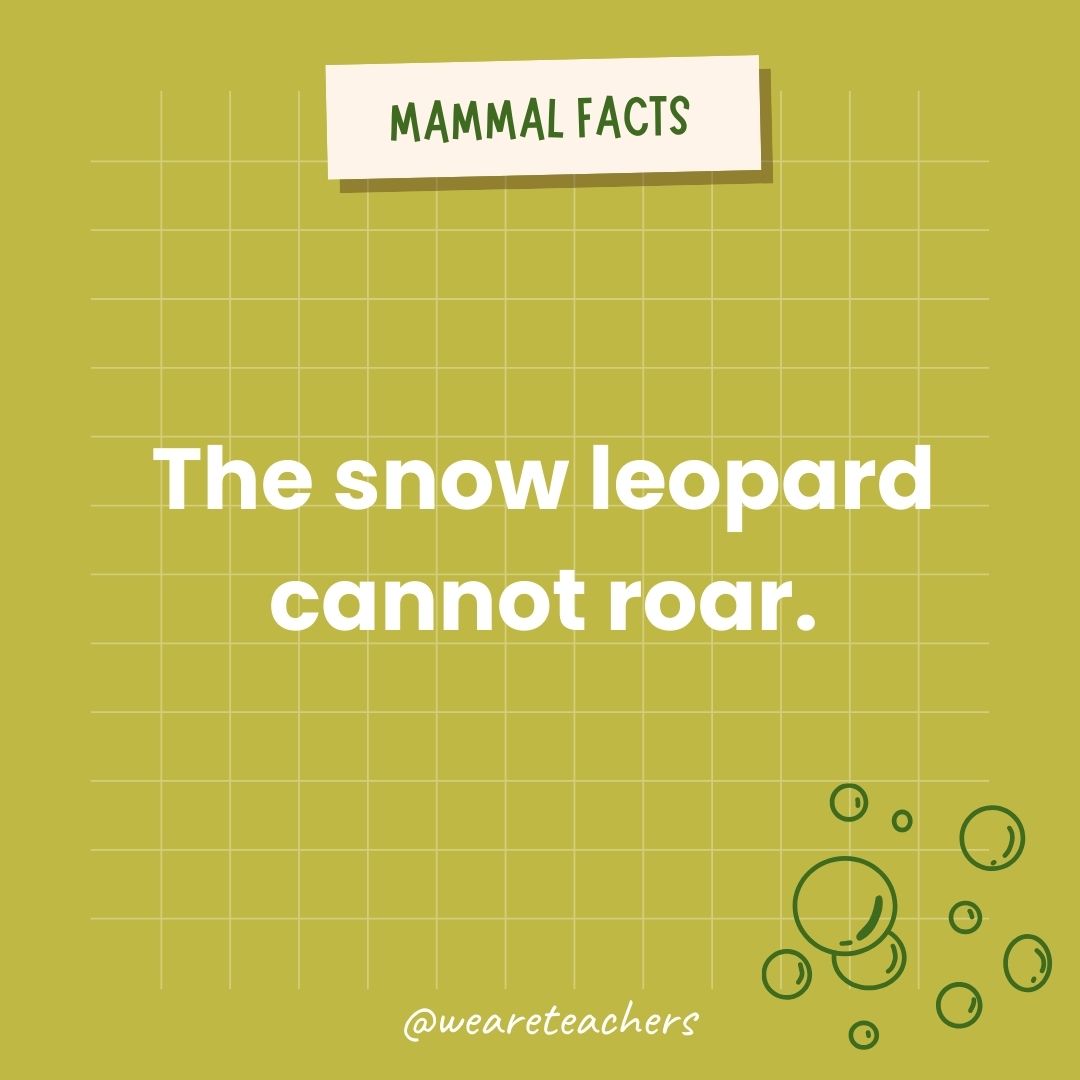 The snow leopard cannot roar.