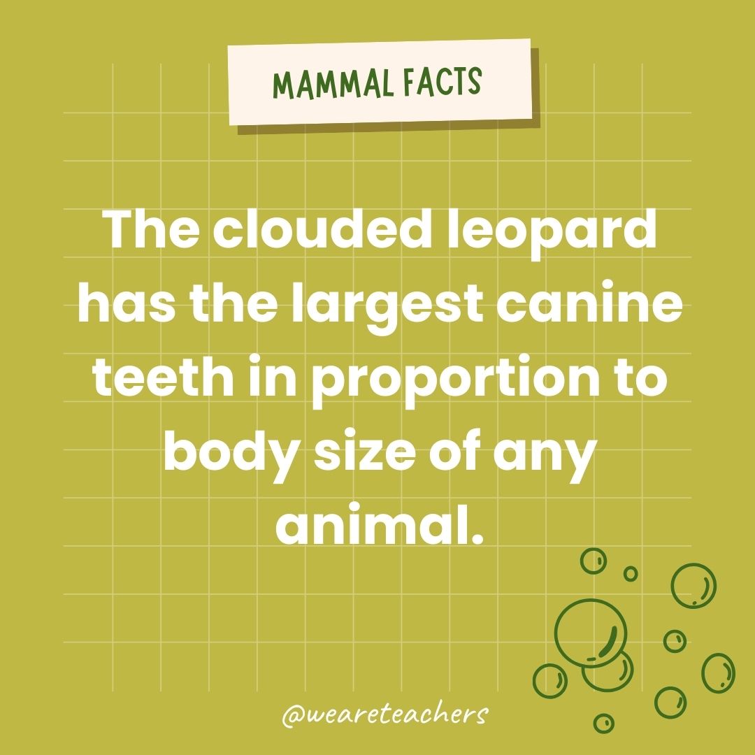 The clouded leopard has the largest canine teeth in proportion to body size of any wild cat.