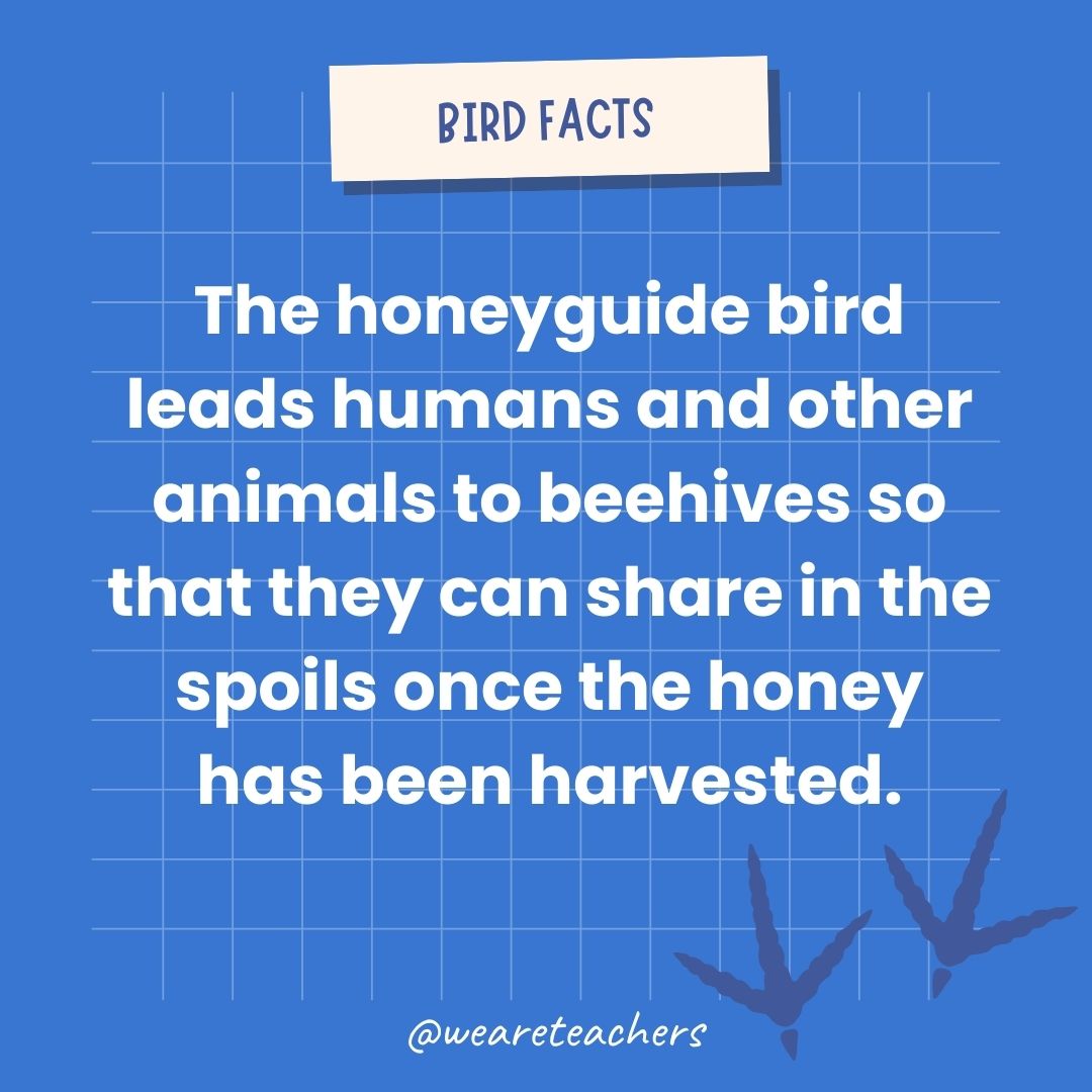 The honeyguide bird leads humans and other animals to beehives so that they can share in the spoils once the honey has been harvested.