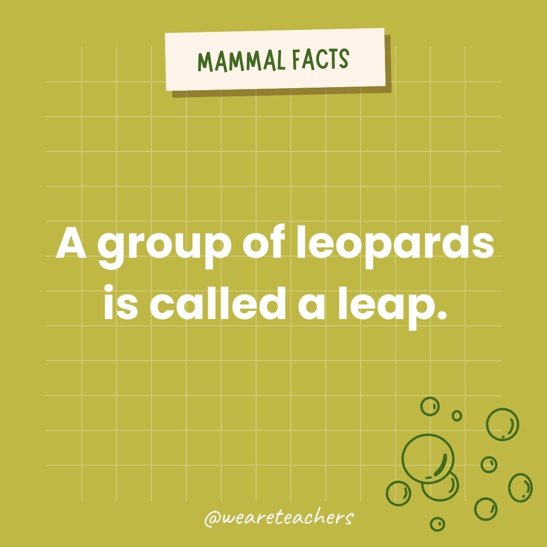 A group of leopards is called a leap.