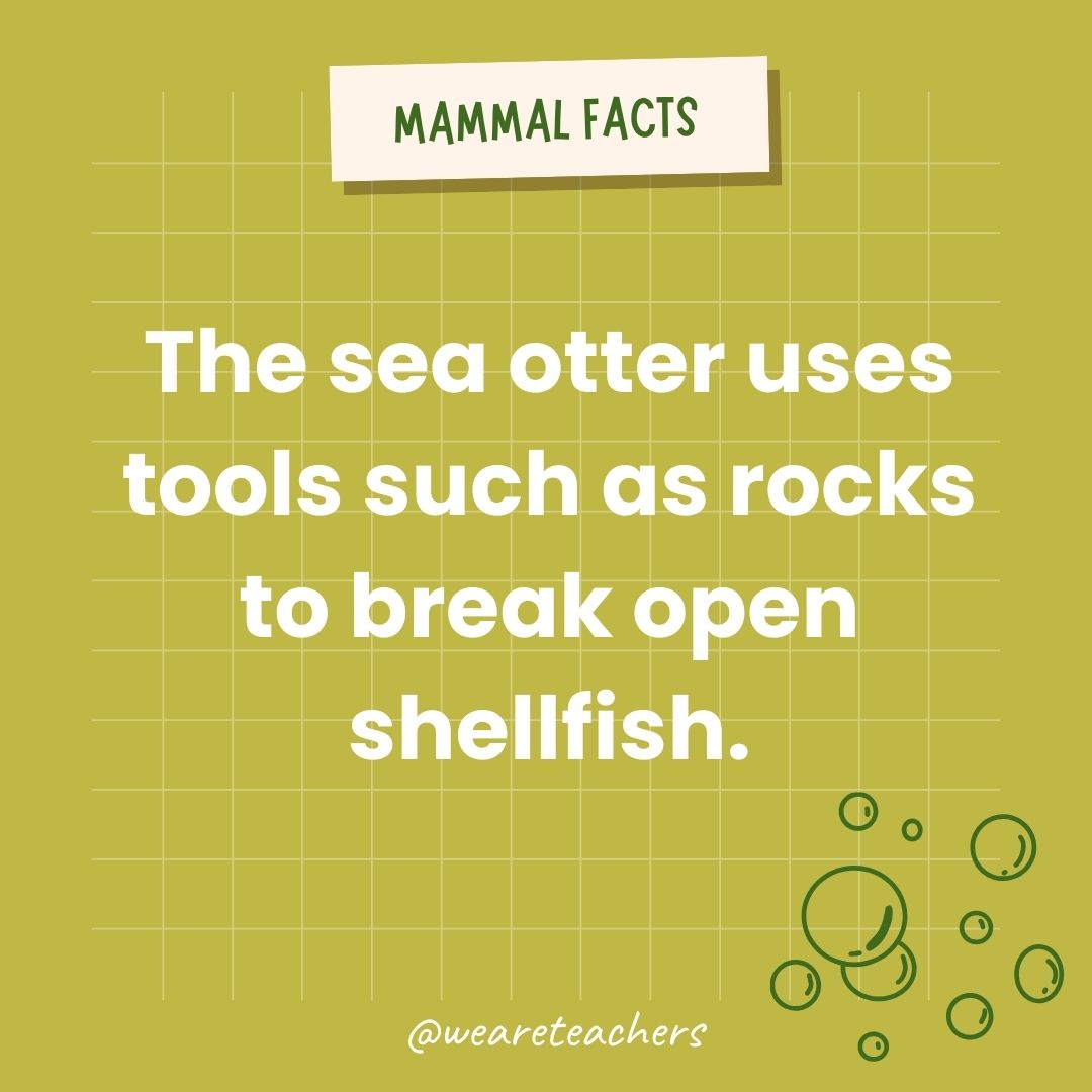 The sea otter uses tools such as rocks to break open shellfish.