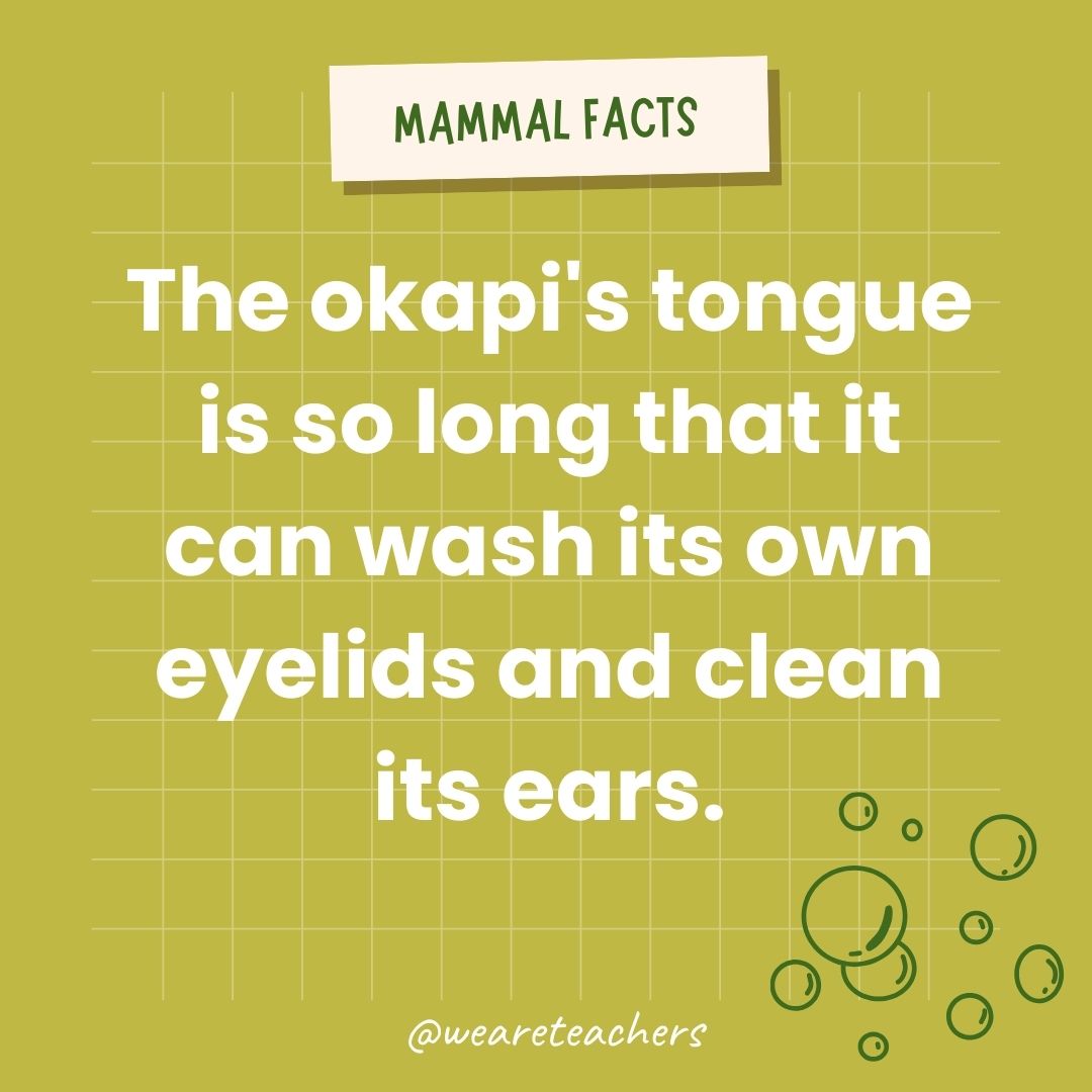 The okapi's tongue is so long that it can wash its own eyelids and clean its ears.