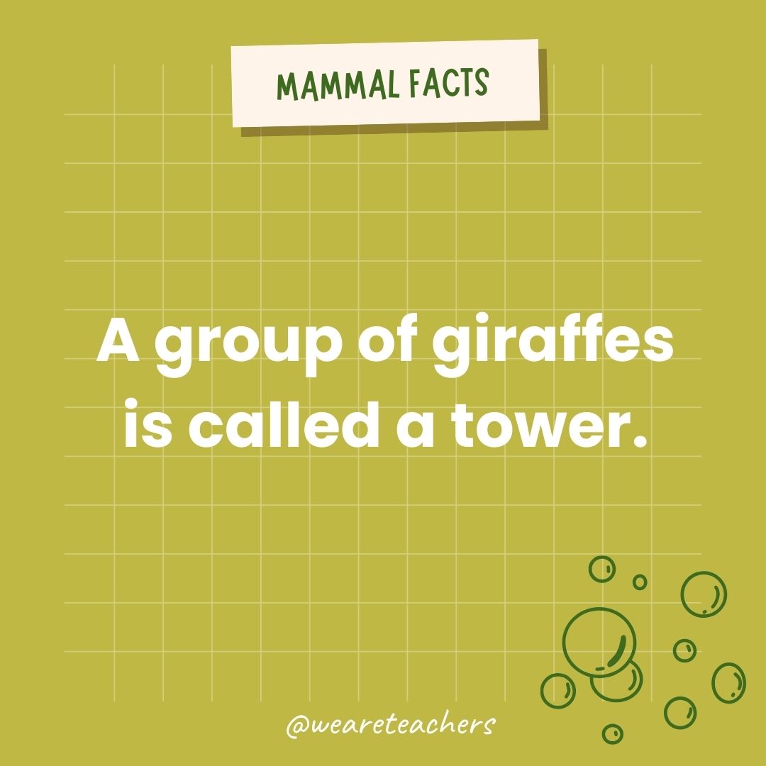 A group of giraffes is called a tower.