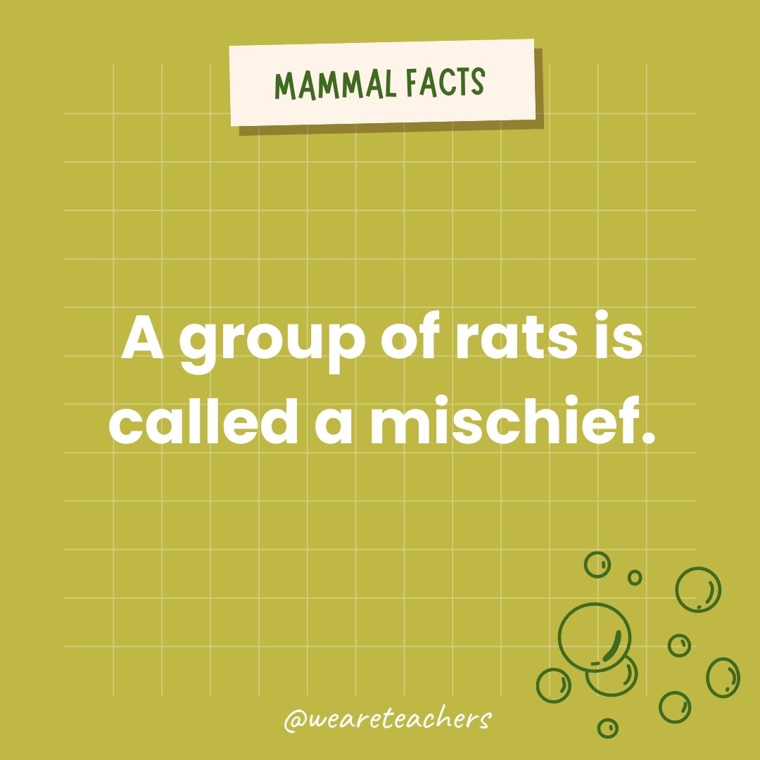 A group of rats is called a mischief.