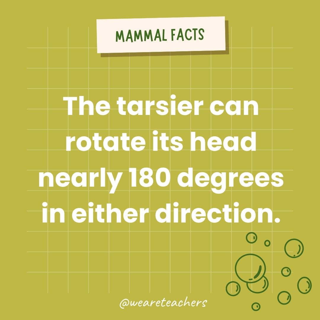 The tarsier can rotate its head nearly 180 degrees in either direction.