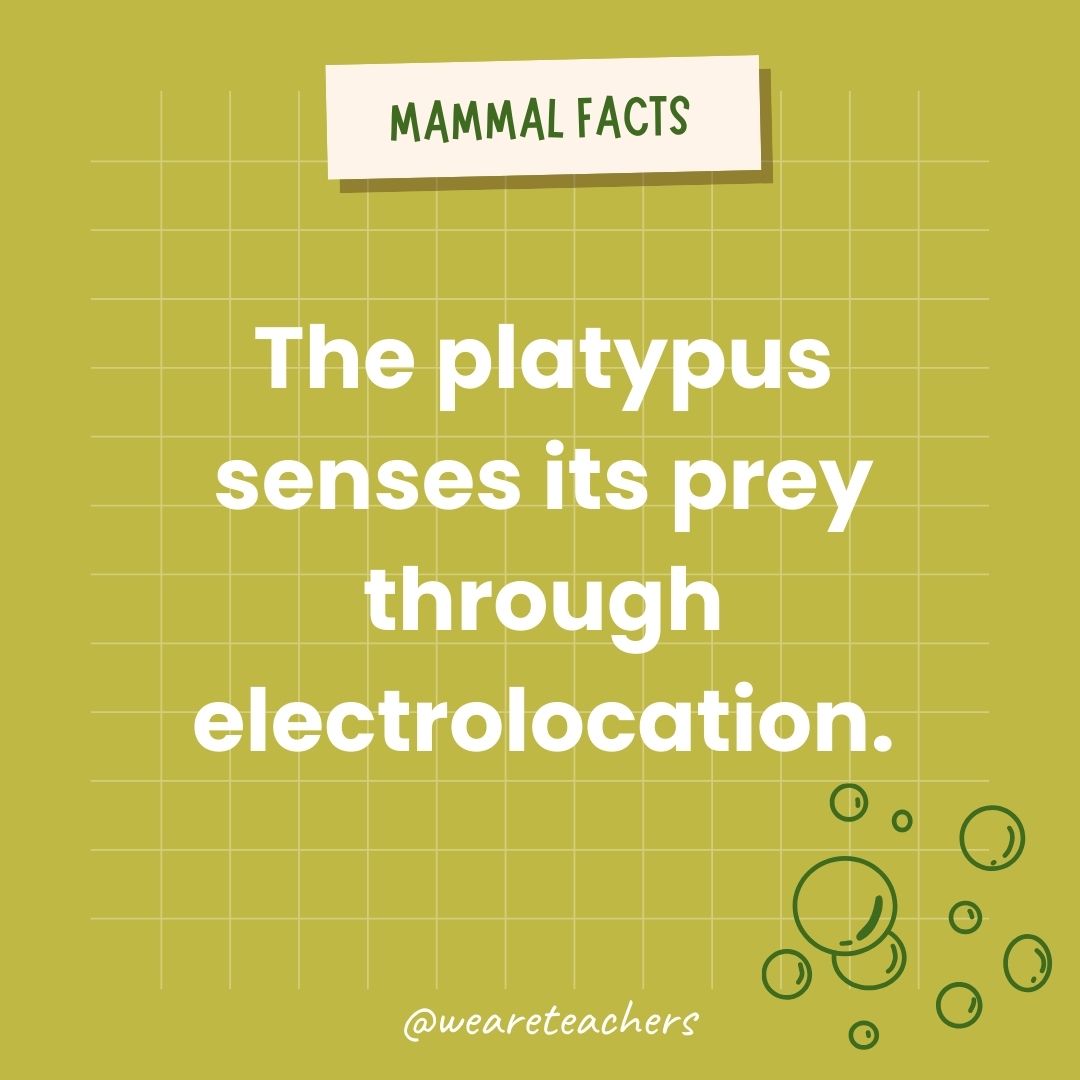 The platypus senses its prey through electrolocation.