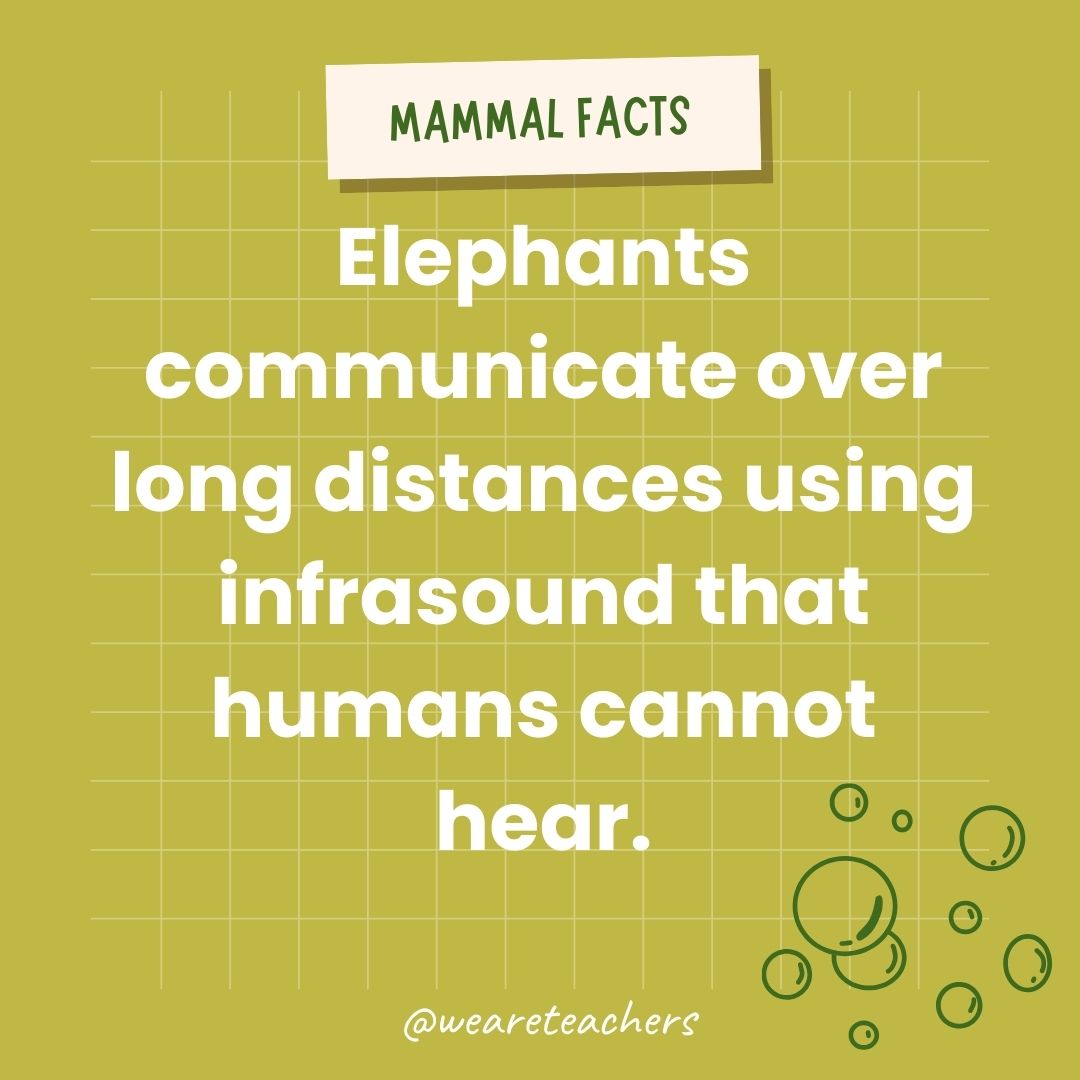 Elephants communicate over long distances using infrasound that humans cannot hear.