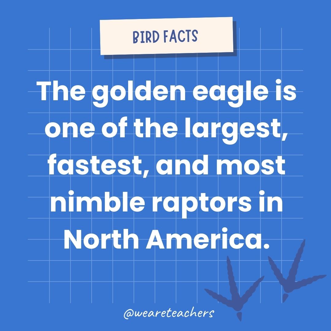 The golden eagle is one of the largest, fastest, and most nimble raptors in North America.