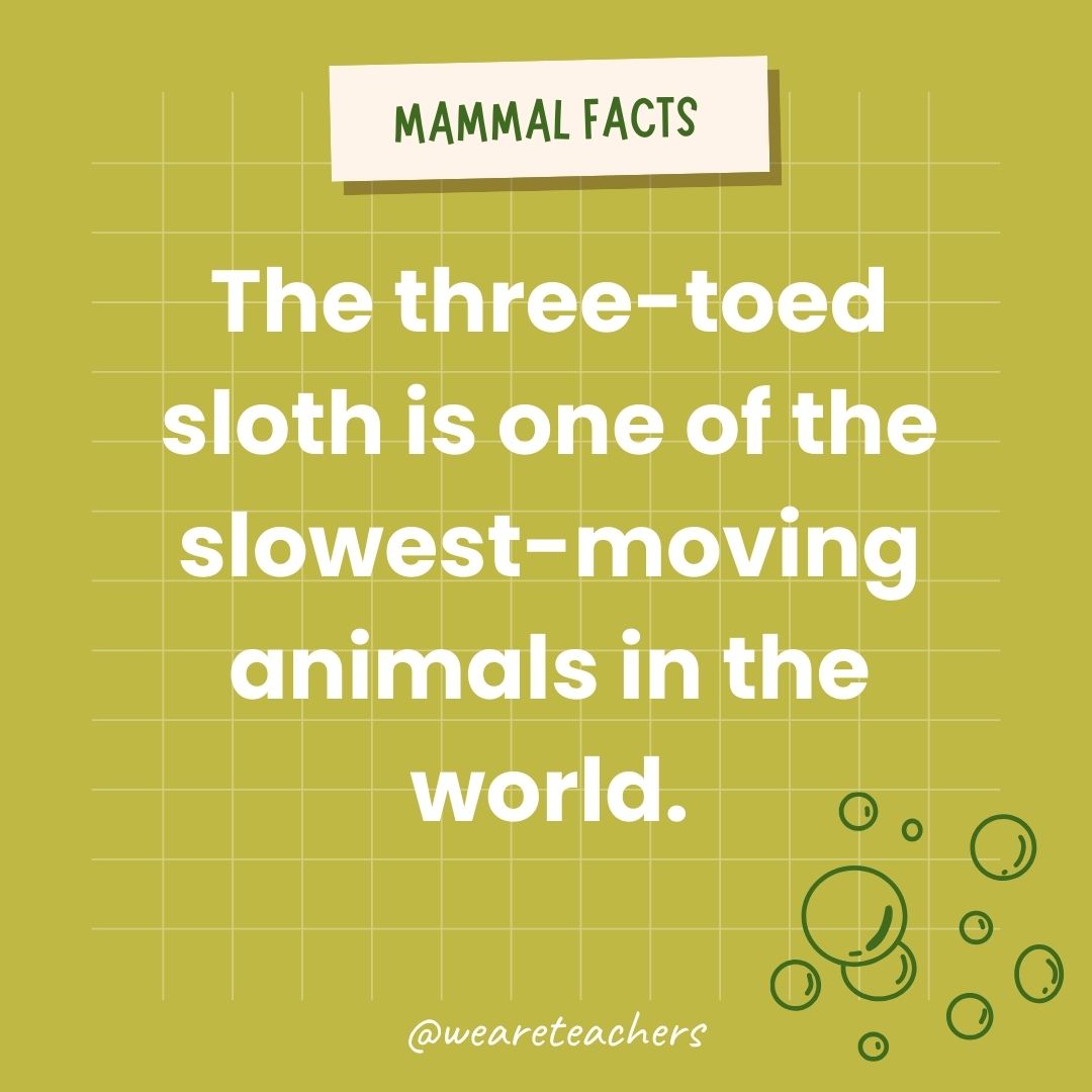 The two-toed sloth is one of the slowest-moving animals in the world.