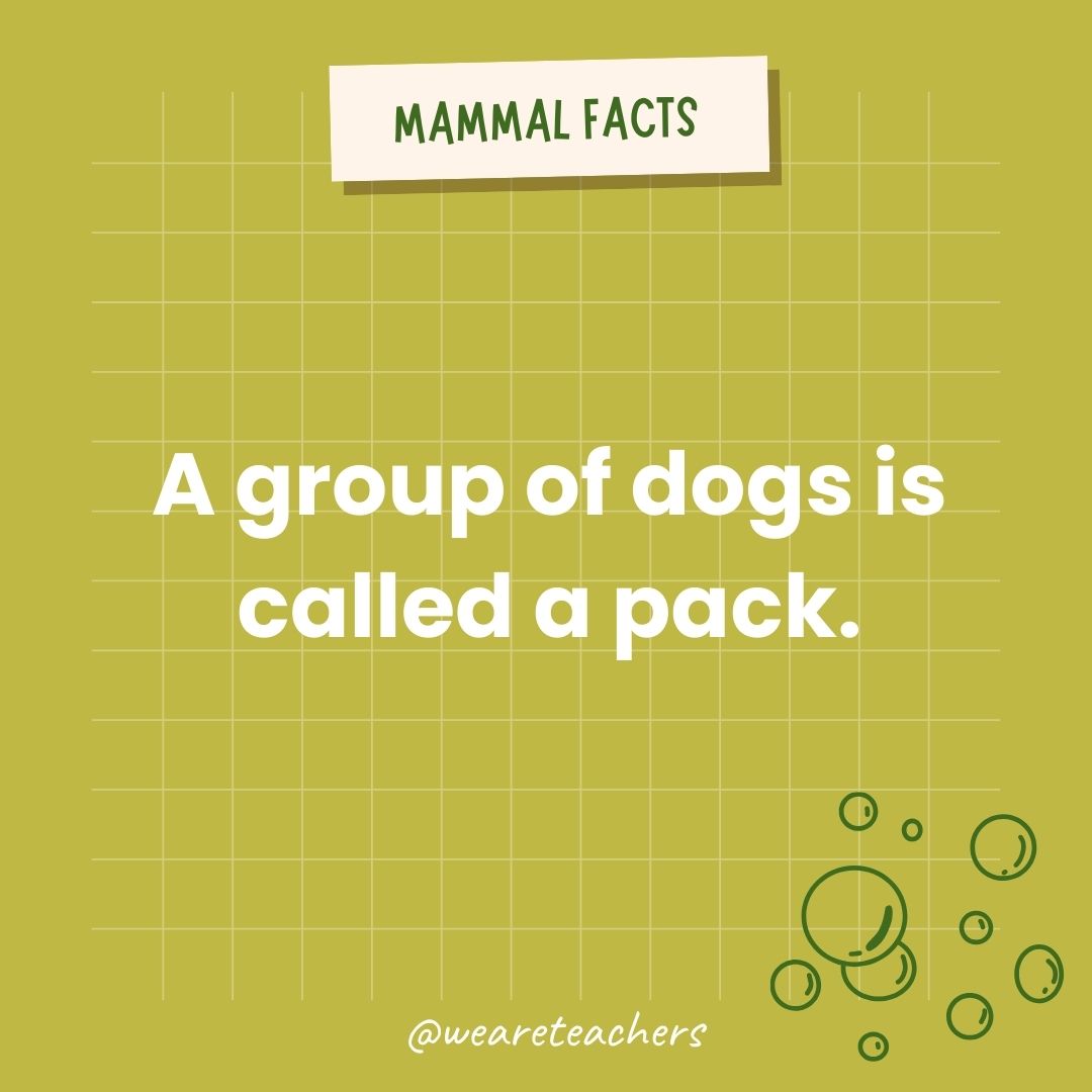 A group of dogs is called a pack.