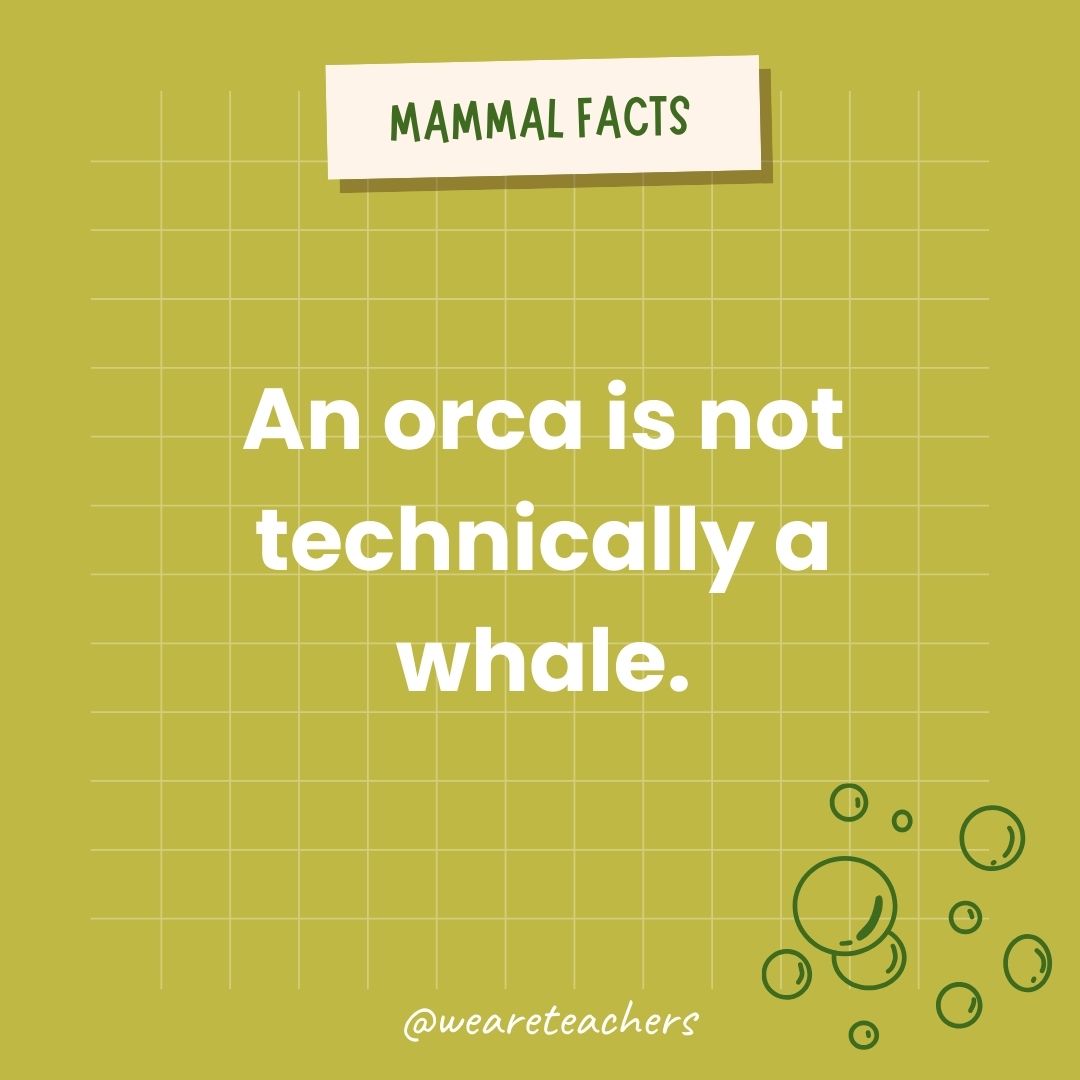 An orca is not a whale.