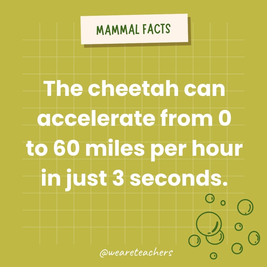 The cheetah can accelerate from 0 to 60 miles per hour in just 3 seconds.