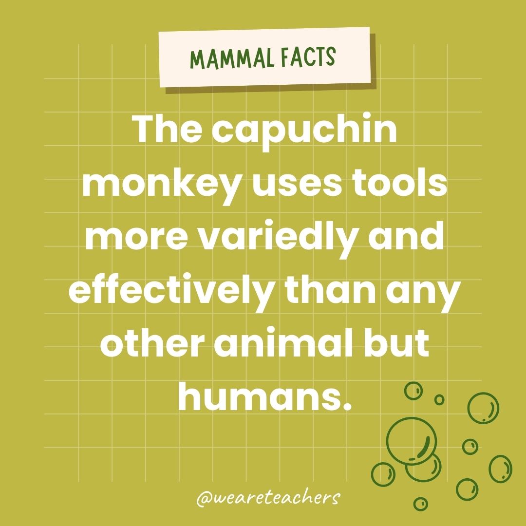 The capuchin monkey uses tools more variedly and effectively than any other animal but humans.