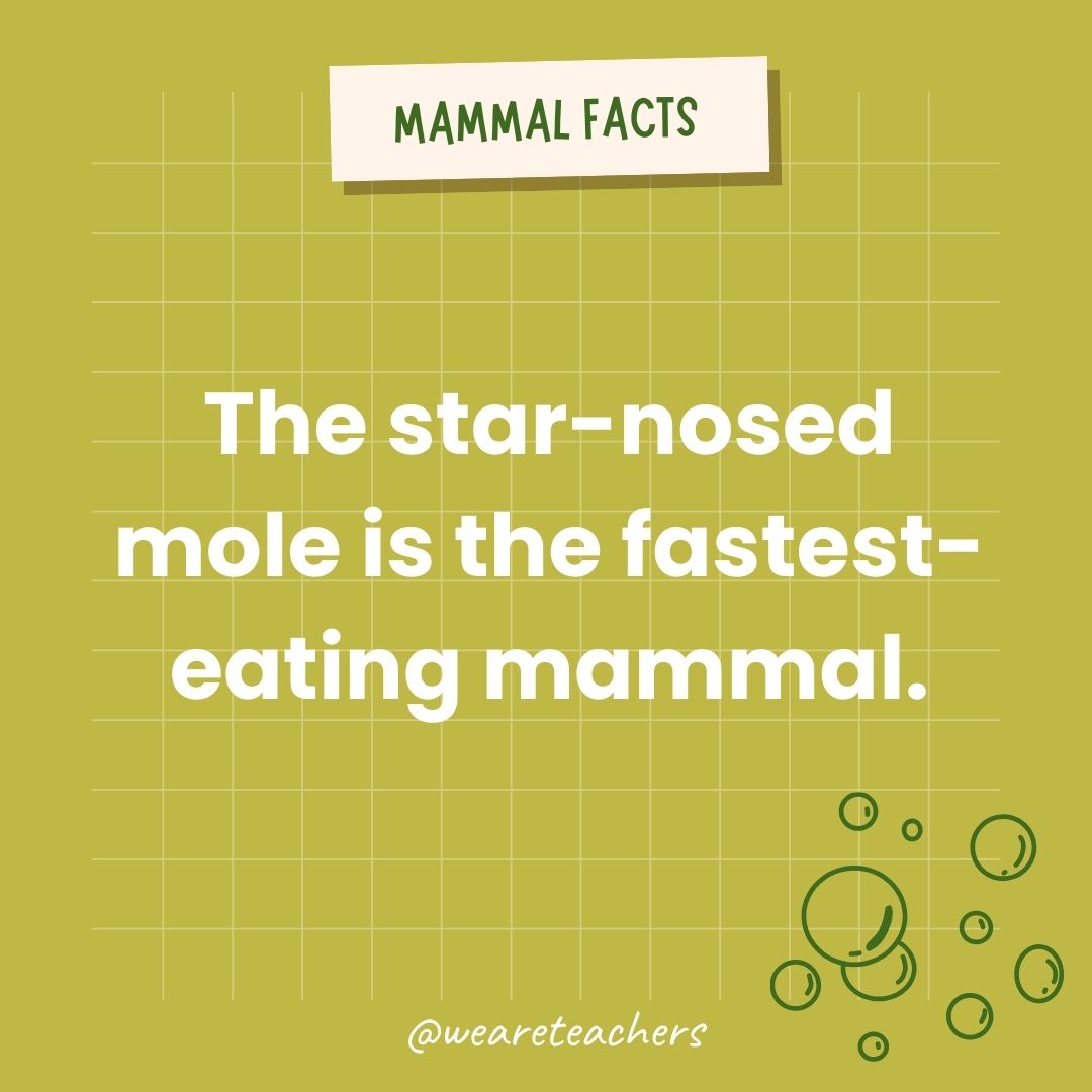 The star-nosed mole is the fastest-eating mammal.