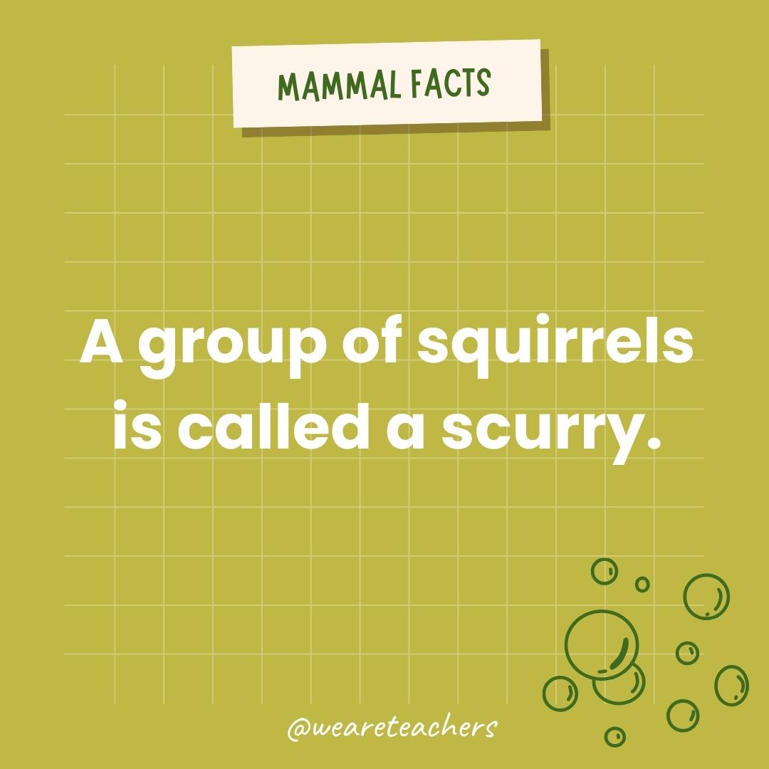 A group of squirrels is called a scurry.