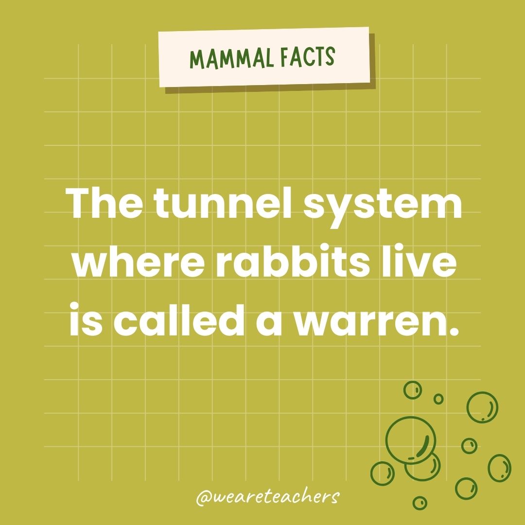 The tunnel system where rabbits live is called a warren.