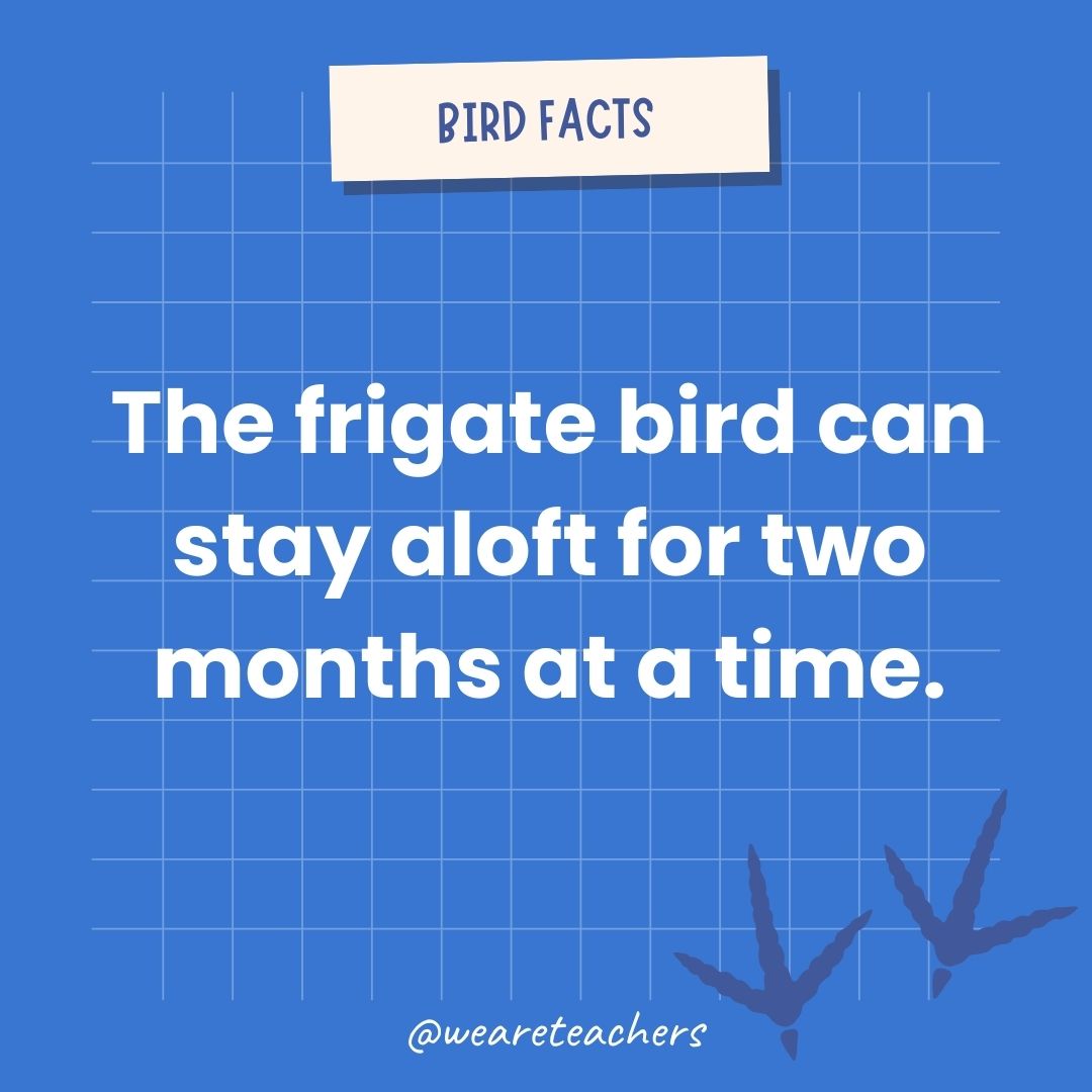 The frigate bird can stay aloft for two months at a time.