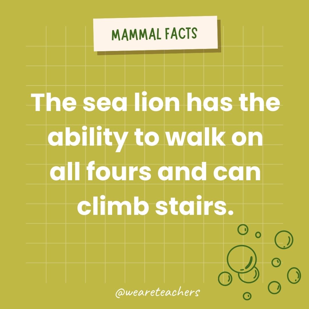 The sea lion has the ability to walk on all fours and can climb stairs.