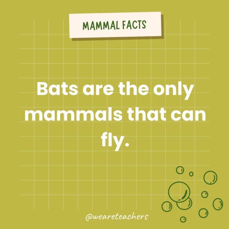 Bats are the only mammals that can fly.