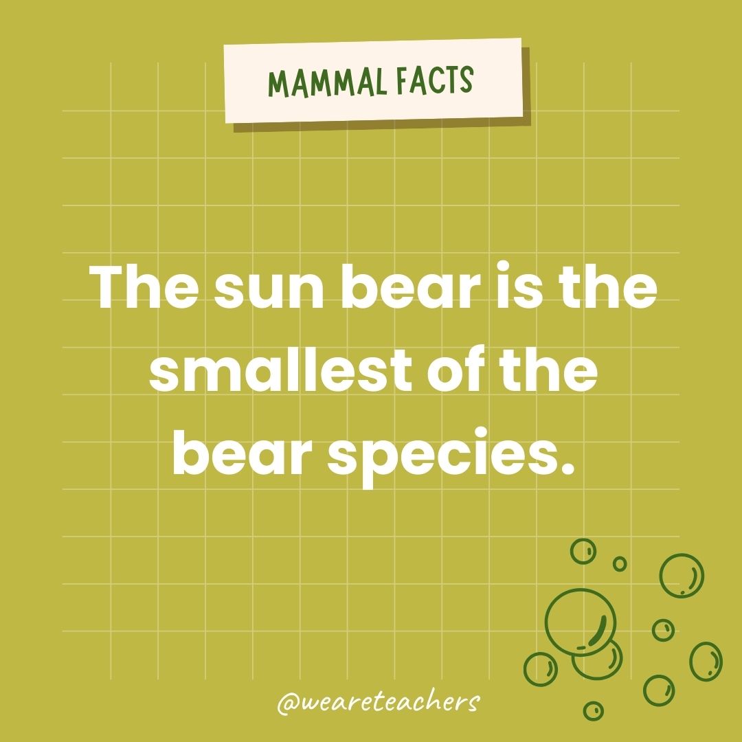 The sun bear is the smallest of the bear species.