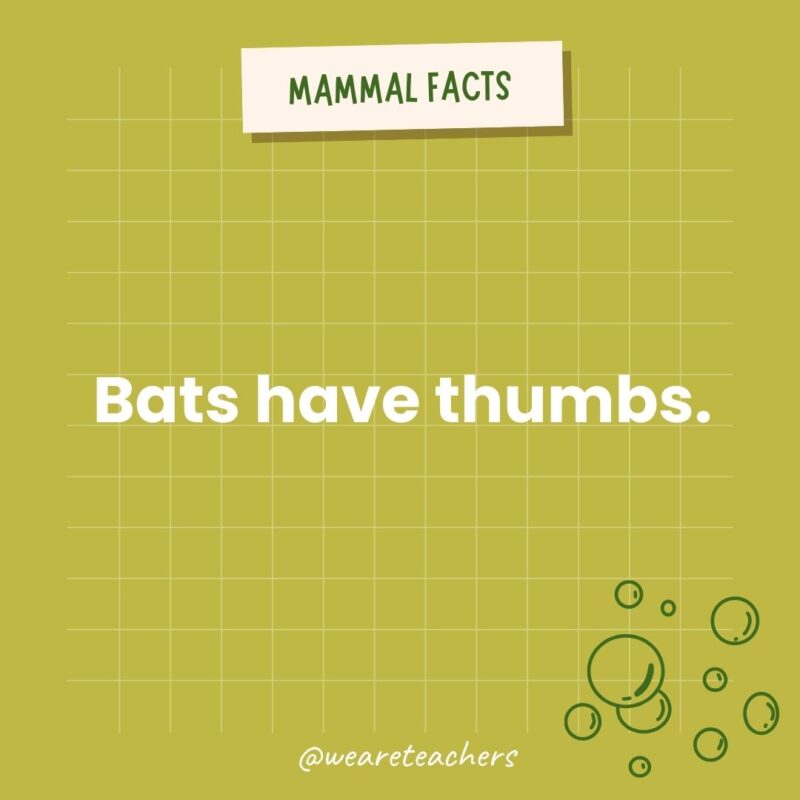 Bats have thumbs.