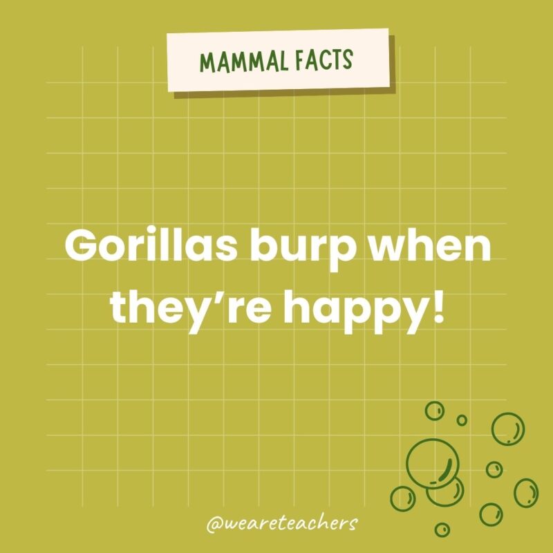 Gorillas burp when they’re happy!