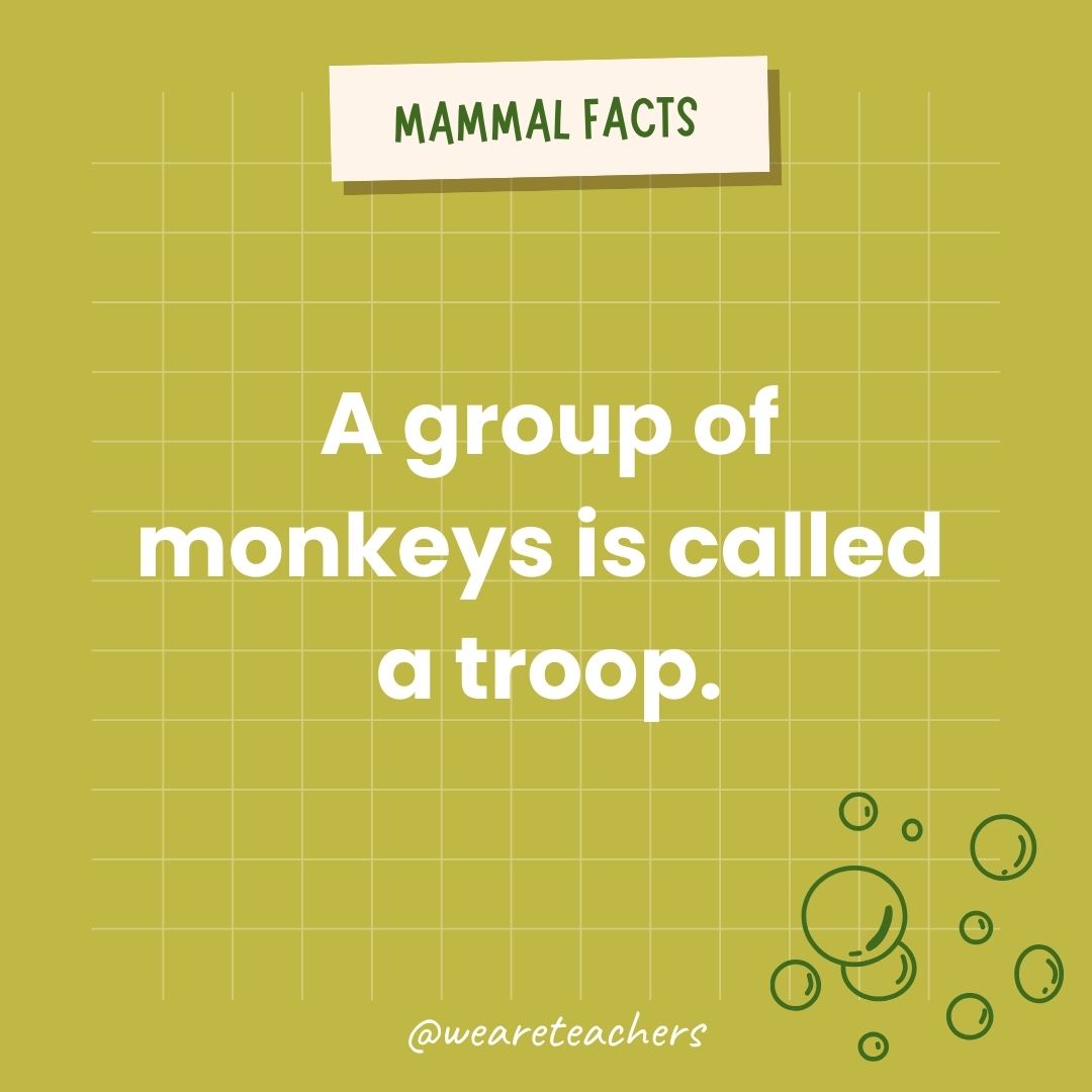 A group of monkeys is called a troop.