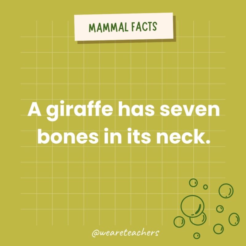 A giraffe has seven bones in its neck (the same as a human, but they are much larger).