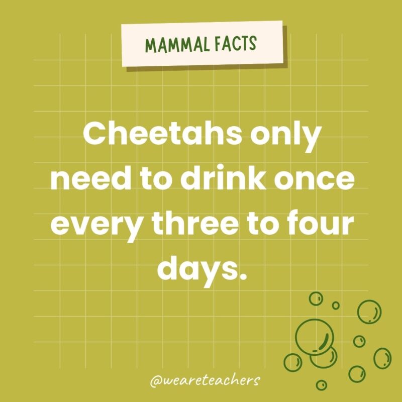 Cheetahs only need to drink once every three to four days.