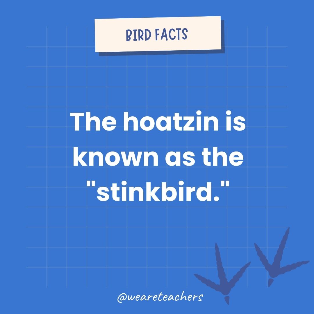 The hoatzin is known as the 