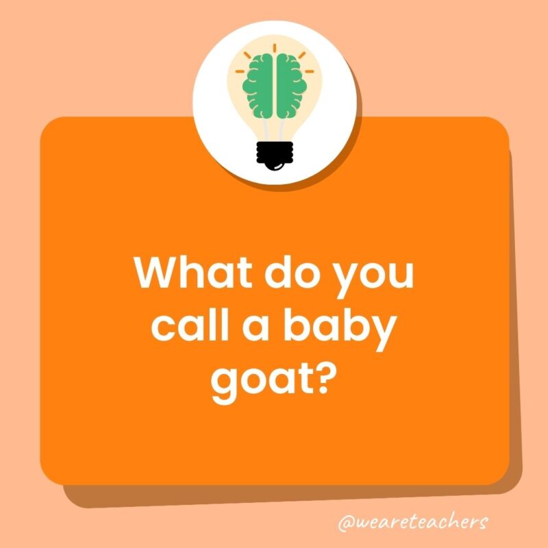 What do you call a baby goat?