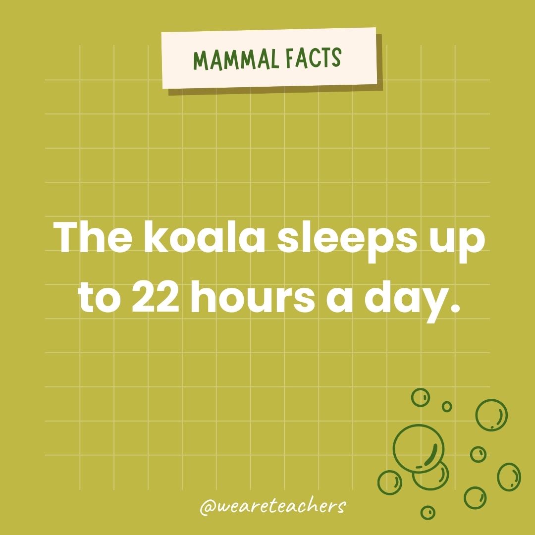 The koala sleeps up to 22 hours a day.