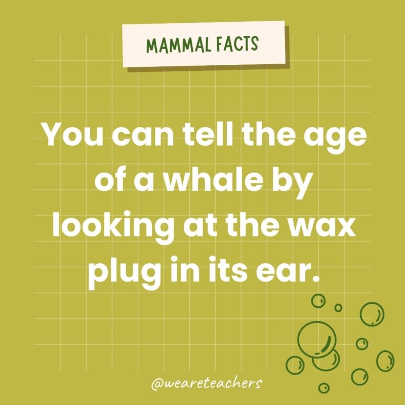 You can tell the age of a whale by looking at the wax plug in its ear. 