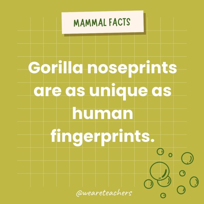 Gorilla noseprints are as unique as human fingerprints!