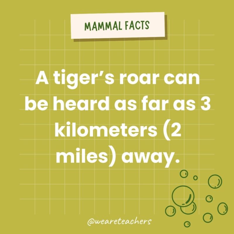 A tiger’s roar can be heard as far as three kilometers (two miles) away.