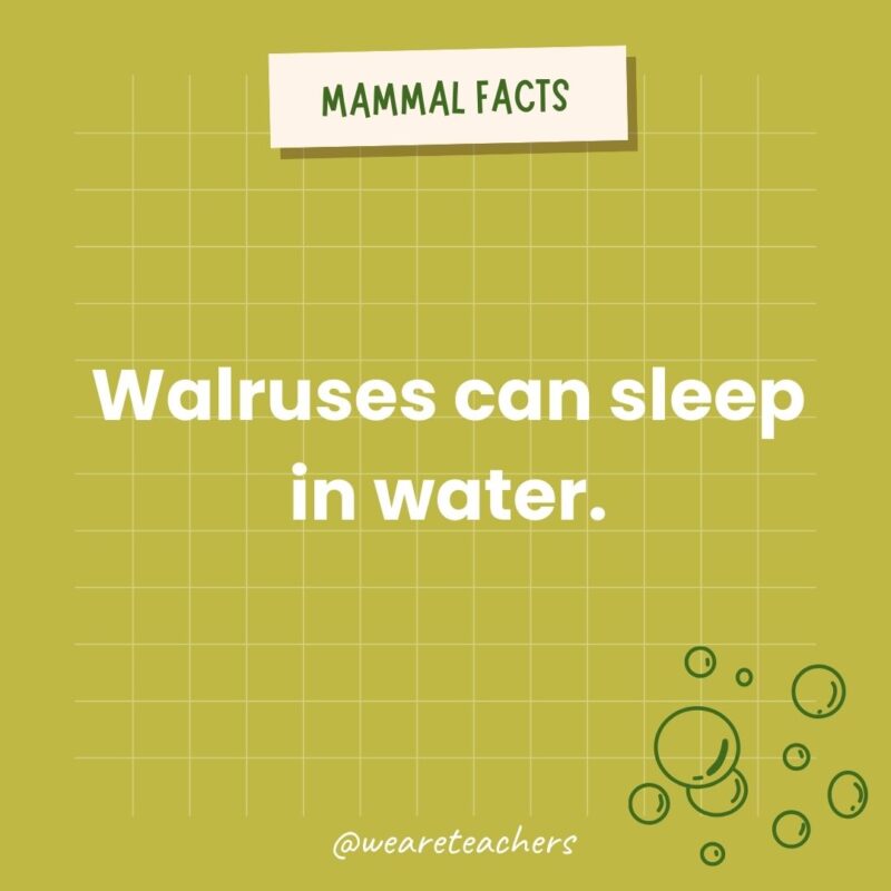 Walruses can sleep in water.