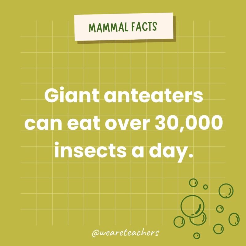 Giant anteaters can eat over 30,000 insects a day.