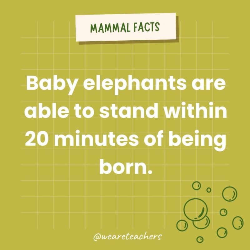 Baby elephants are able to stand within 20 minutes of being born.