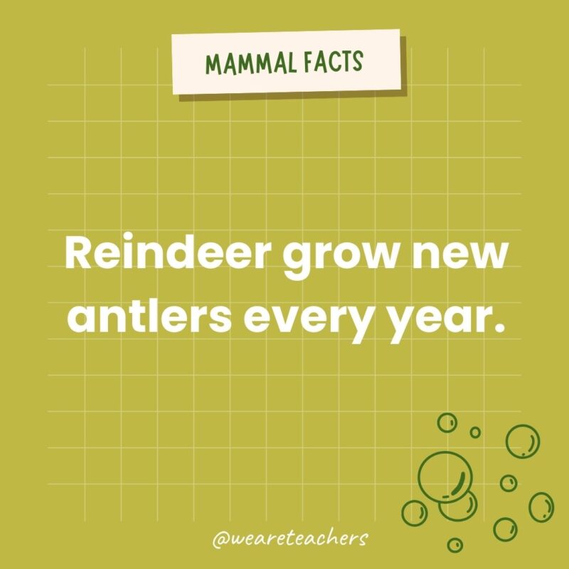 Reindeer grow new antlers every year.