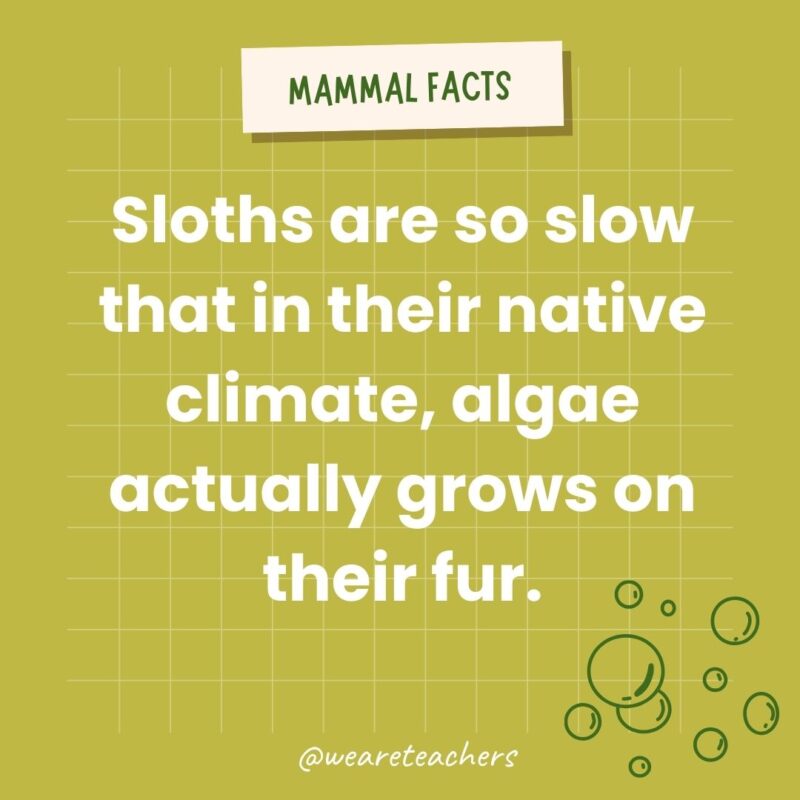 Sloths are so slow that in their native climate, algae actually grows on their fur.