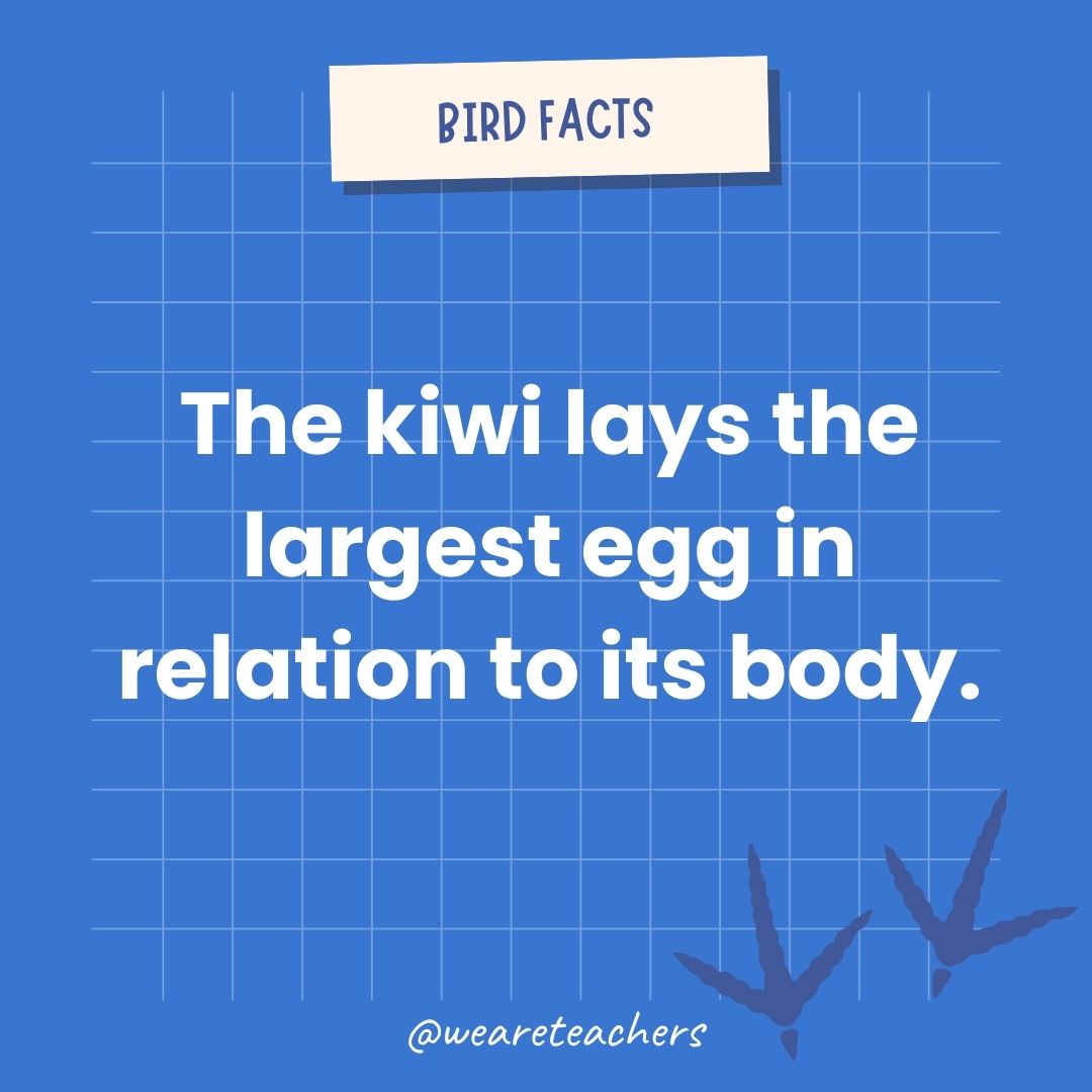 The kiwi lays the largest egg in relation to its body size of any bird in the world.