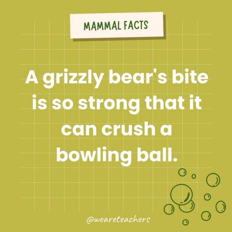 A grizzly bear’s bite is so strong that it can crush a bowling ball.