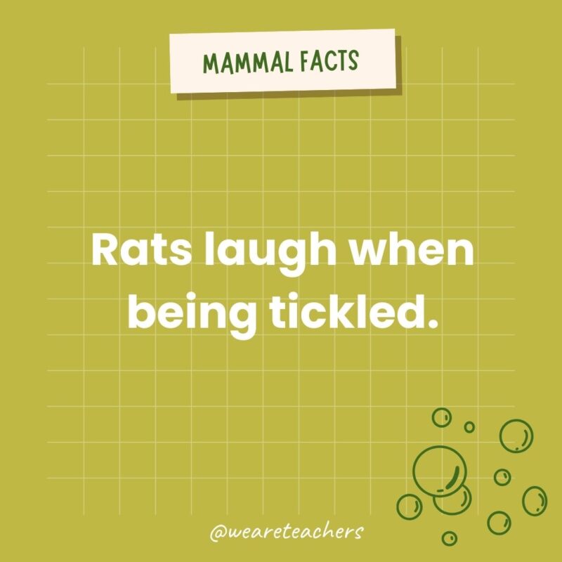 Rats laugh when being tickled.